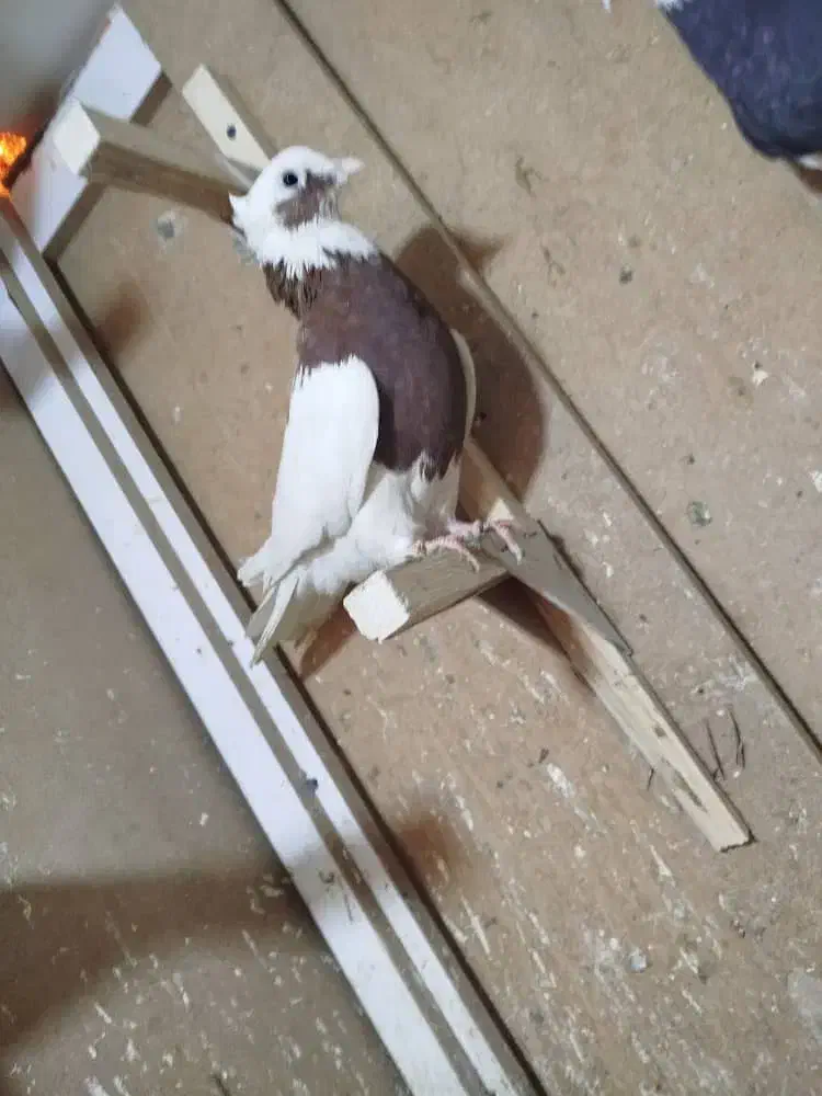 طوق سرخ بزن معاوضه|پرنده|مرودشت, ثبت احوال|دیوار