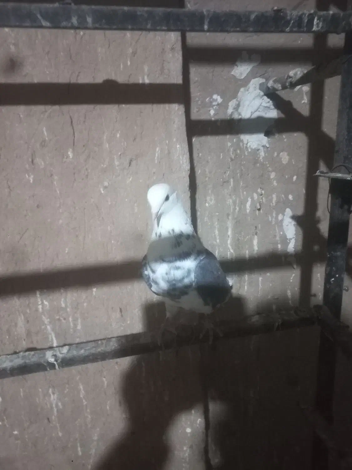 فروش کبوترهای هما و سبز|پرنده|گرمسار, |دیوار