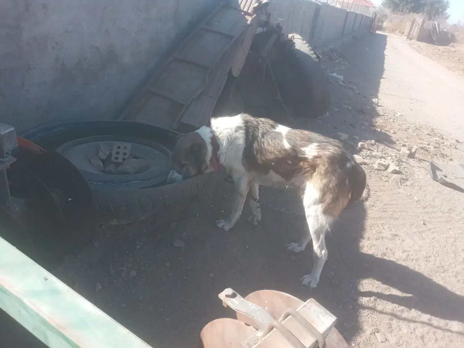 سگ سرابی|سگ|خوسف, |دیوار