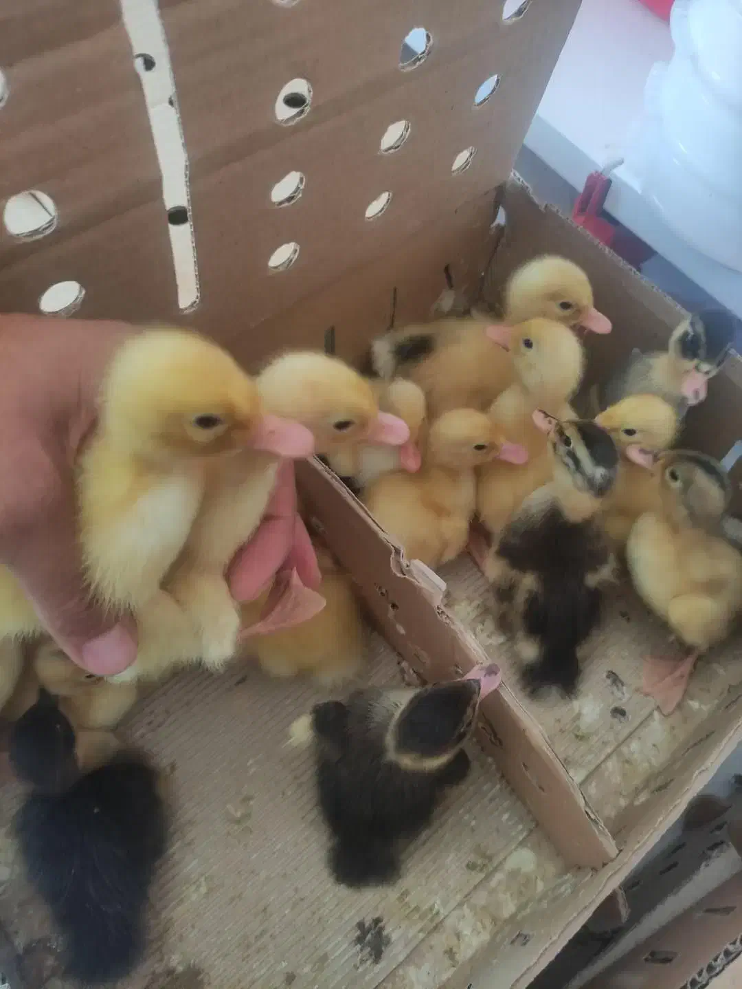 جوجه اردک یک روزه وبیست روزه|حیوانات مزرعه|جویبار, |دیوار