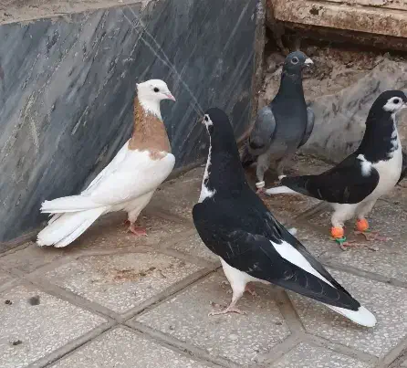 انگشتر کبوتر پرنده طوقی و جوجه ساده و سبز المانی|بدلیجات|سبزوار, باهنر|دیوار