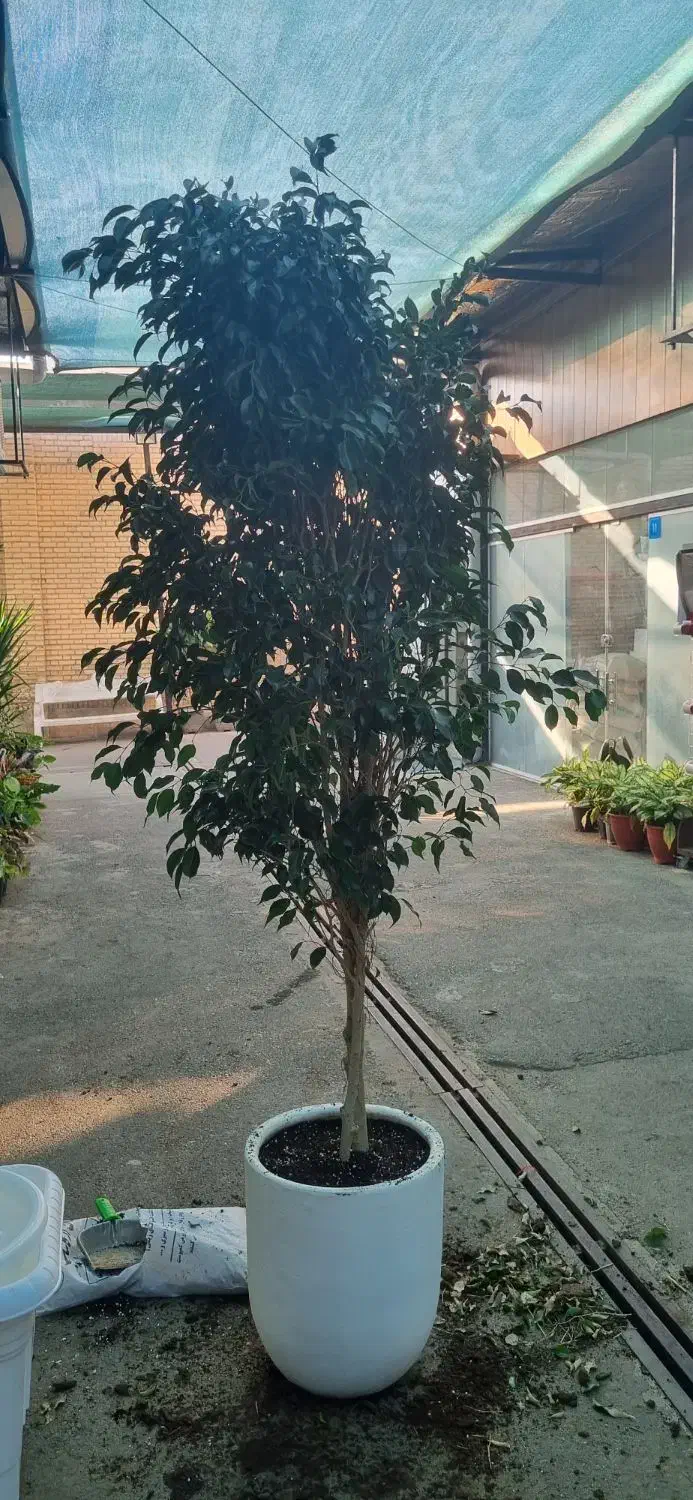 انواع گیاهان کینگ یوکا آمستر|گل و گیاه طبیعی|تهران, زیبادشت|دیوار