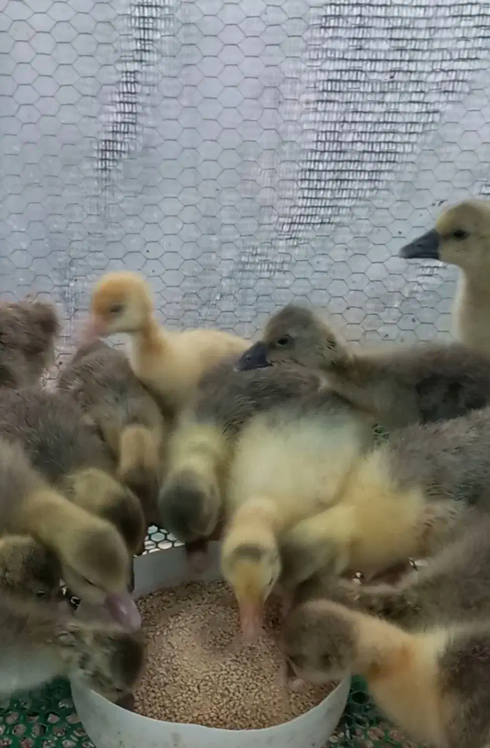 جوجه غاز محلی دوهفته ایی|حیوانات مزرعه|گلوگاه بابل (گلیا), |دیوار