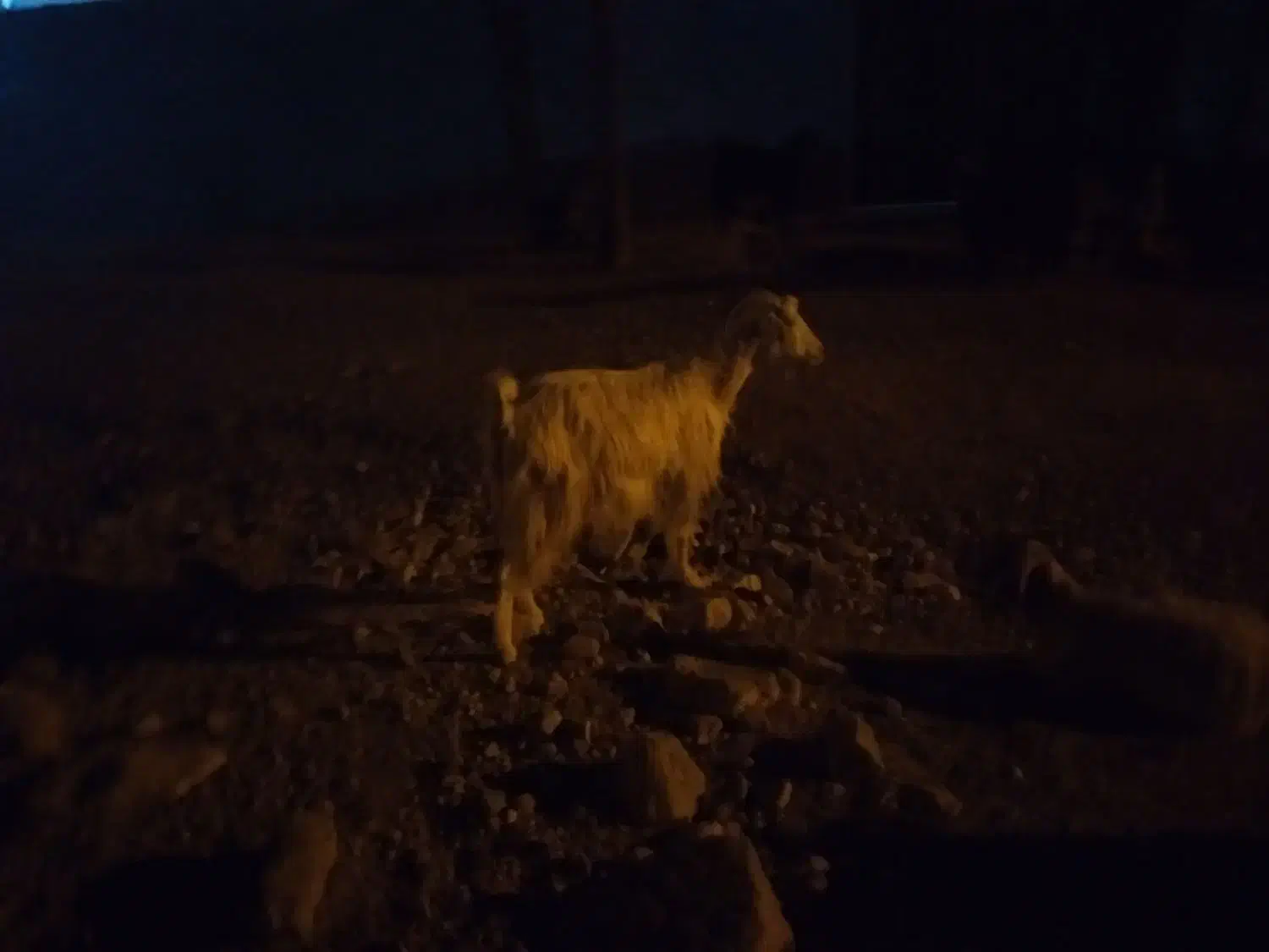 فروش ۳راس بز چاق ویه‌راس‌کهره نر قصابی‌|حیوانات مزرعه|سرفاریاب, |دیوار