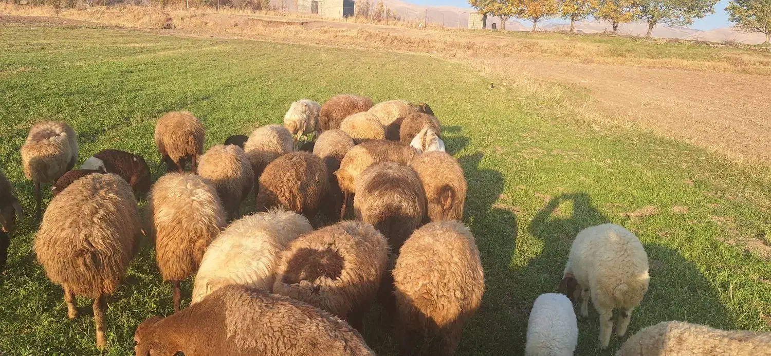 گوسفند بره دار و ابستن|حیوانات مزرعه|کرمانشاه, |دیوار