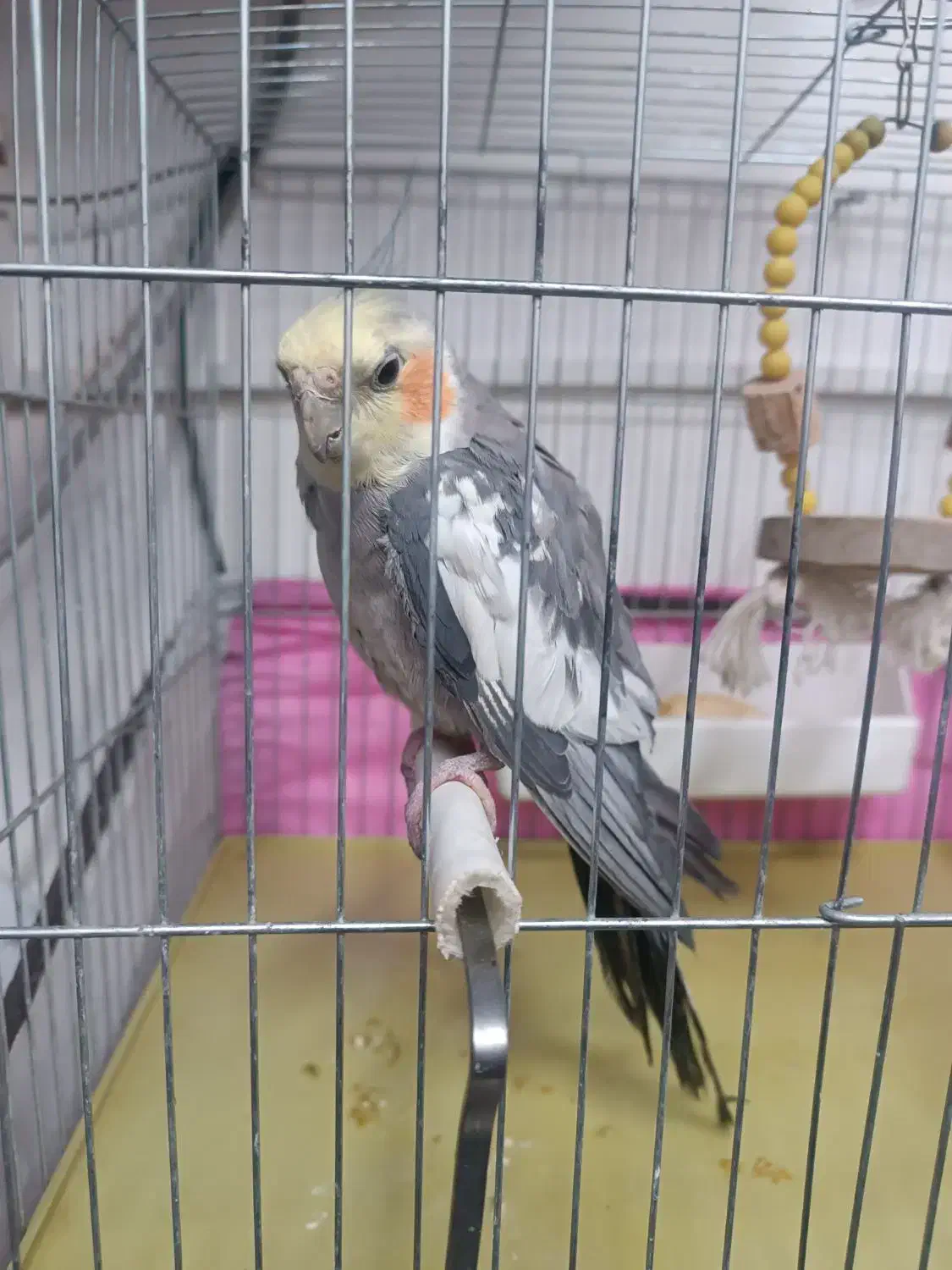 عروس هلندی باهوش جفت|پرنده|کشاورز, |دیوار