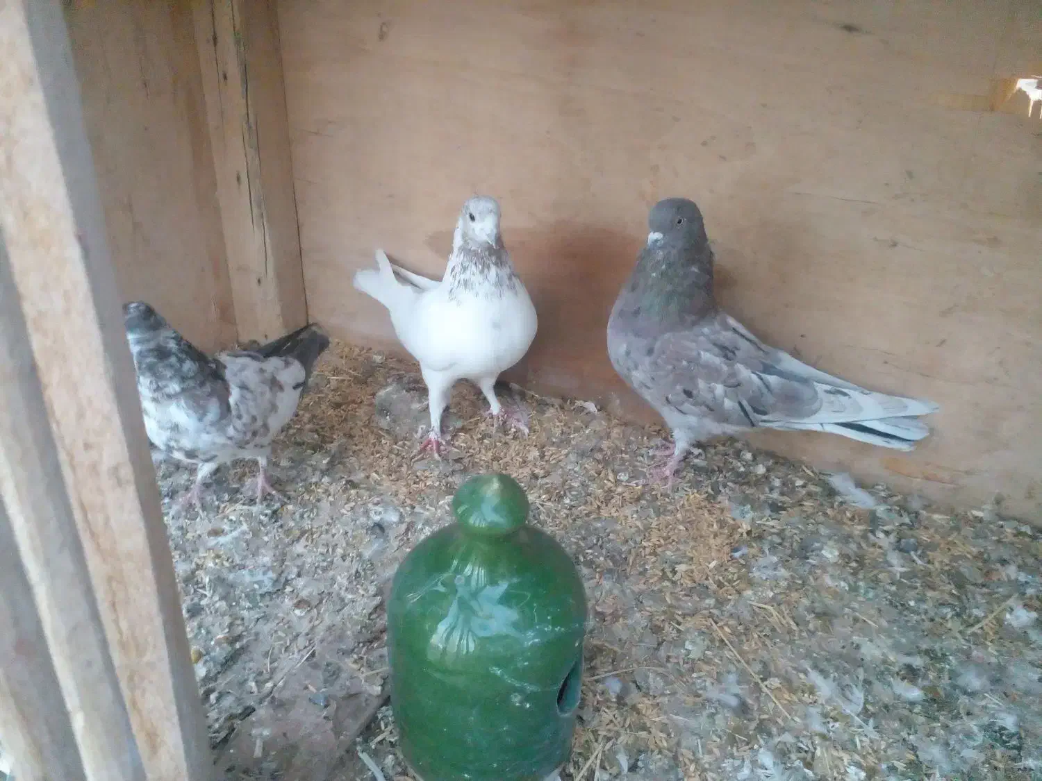 ۳ عدد کبوتر پرشی غریب|پرنده|سقز, |دیوار