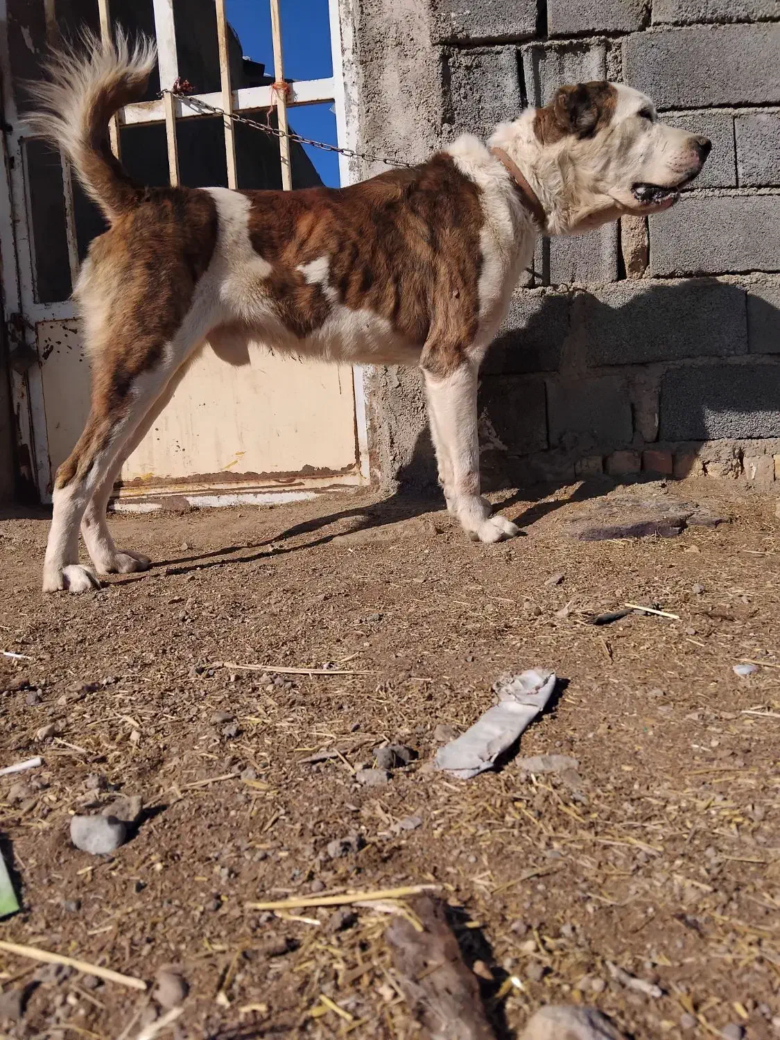 واگذاری سگ|سگ|زرندیه, |دیوار