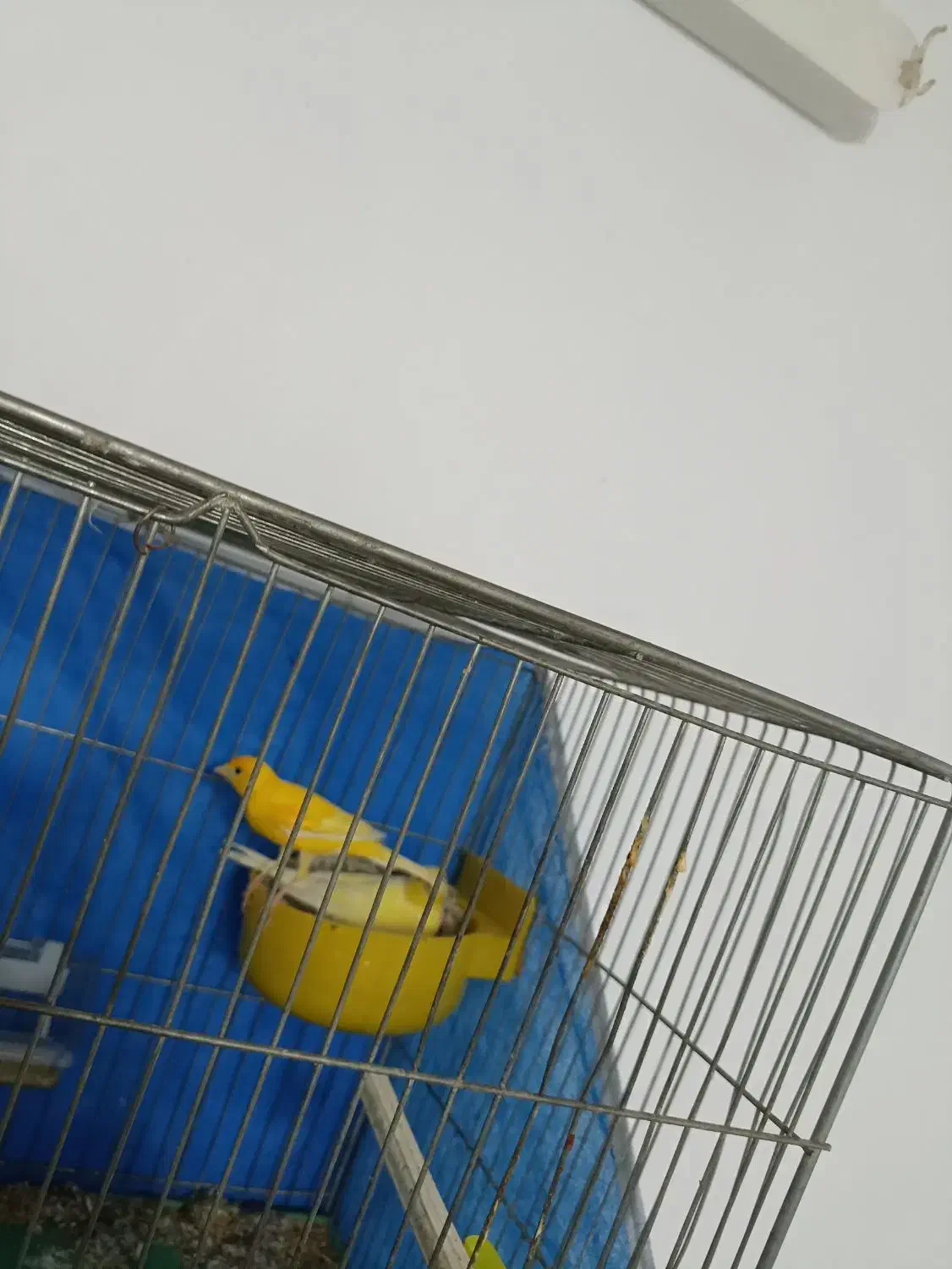 زرد نر و ماده مولد پنج تخم|پرنده|فولادشهر, زاینده رود|دیوار