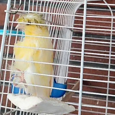 قناری کلاستر نر|پرنده|سبزوار, کاشفی شمالی (دادگستری)|دیوار