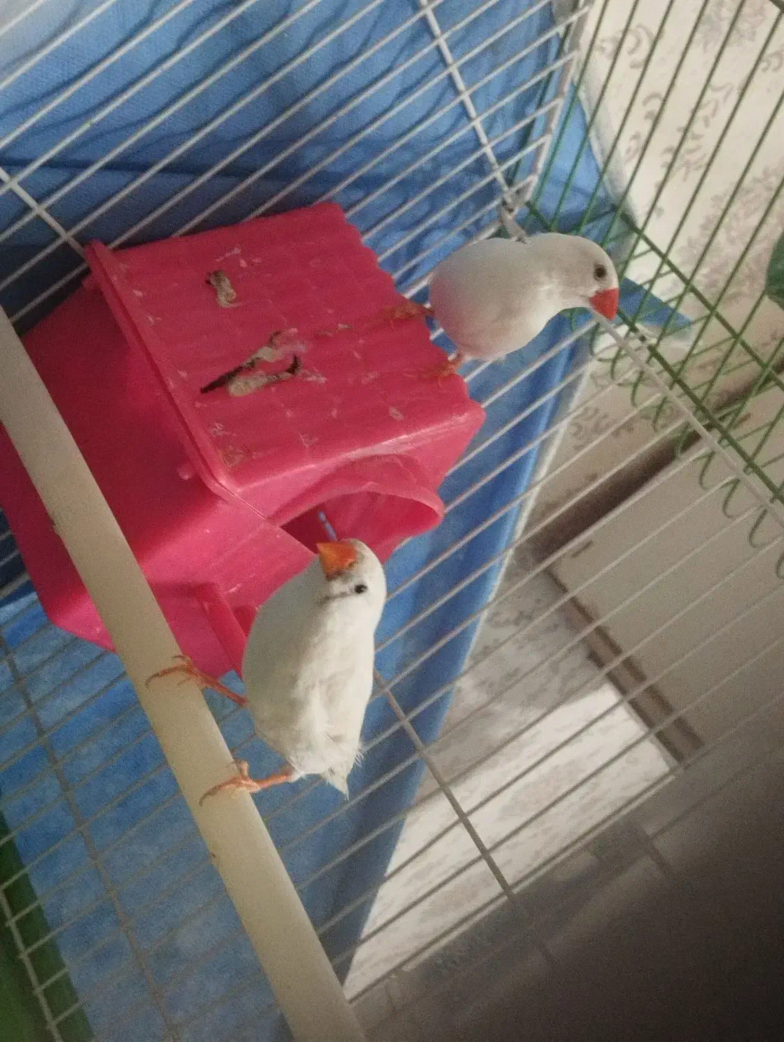 فنچ جفت خورده رو تخم|پرنده|تهران, مظاهری|دیوار