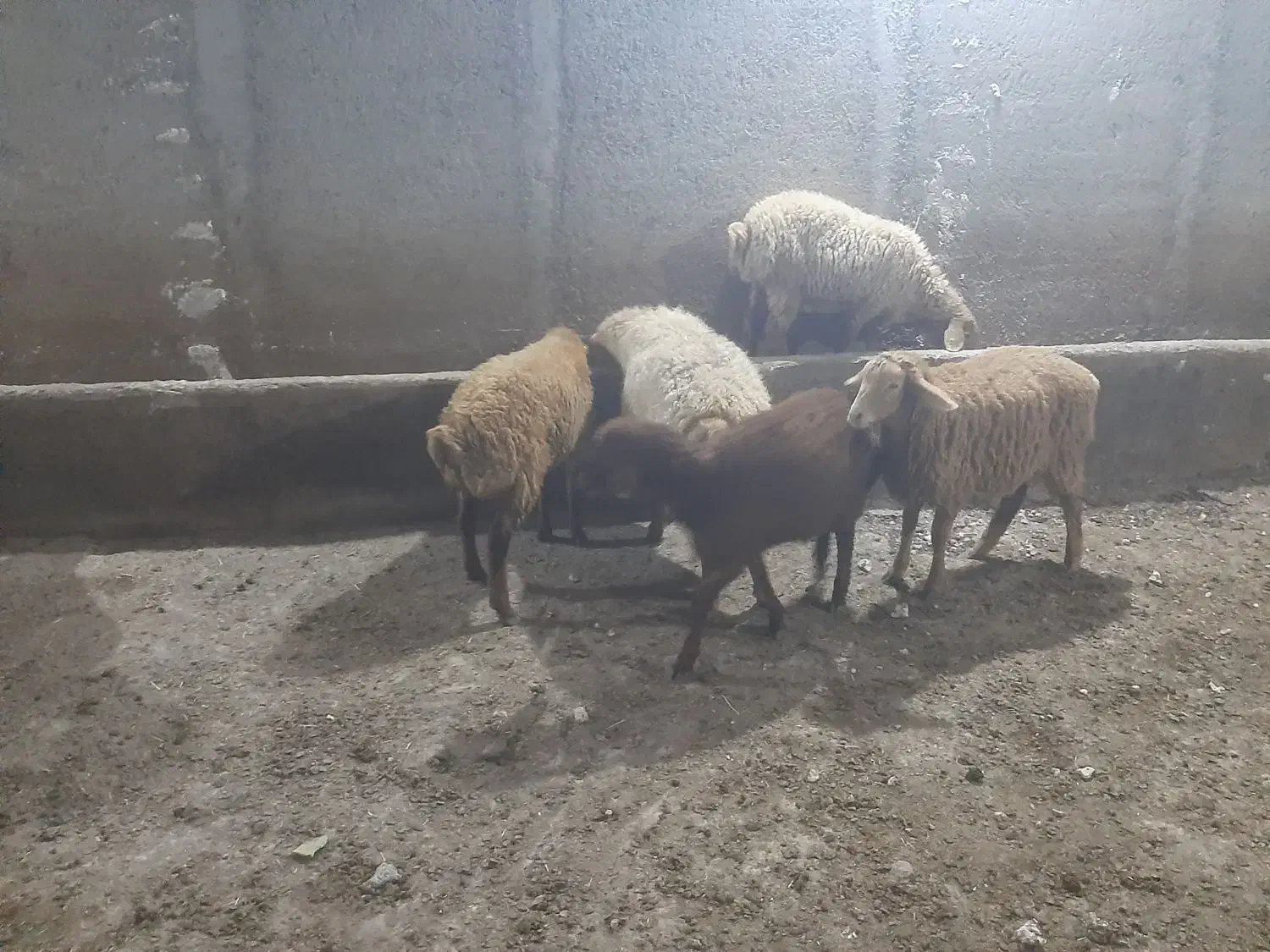 بره نروماده|حیوانات مزرعه|اردبیل, |دیوار