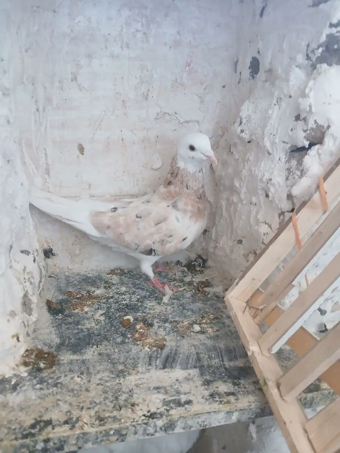 کفترگم کردم شازده سبز یه سین دم قهوه ای هم امروز|پرنده|ساوه, |دیوار