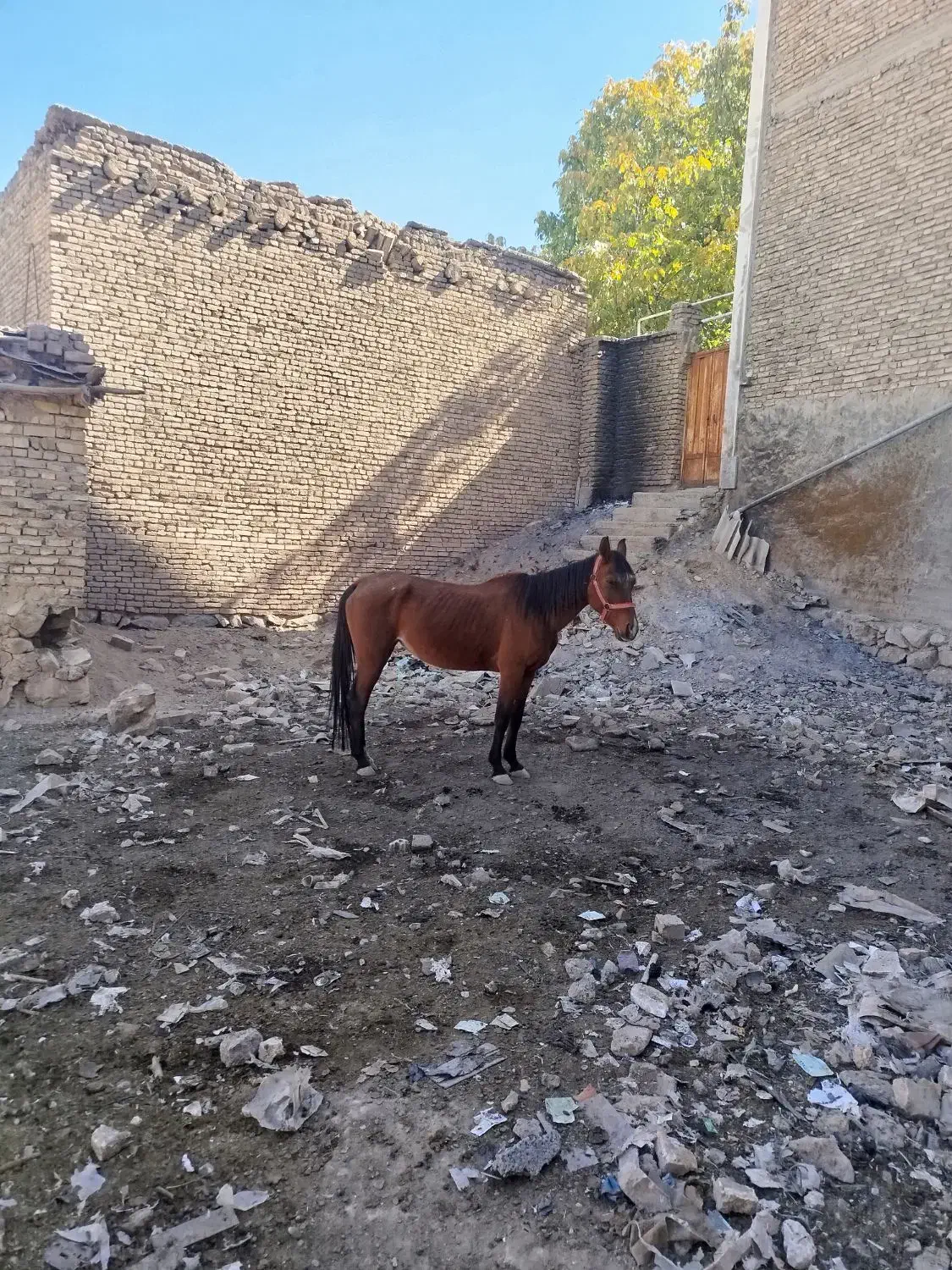 اسب|اسب و تجهیزات اسب‌سواری|لاران, |دیوار