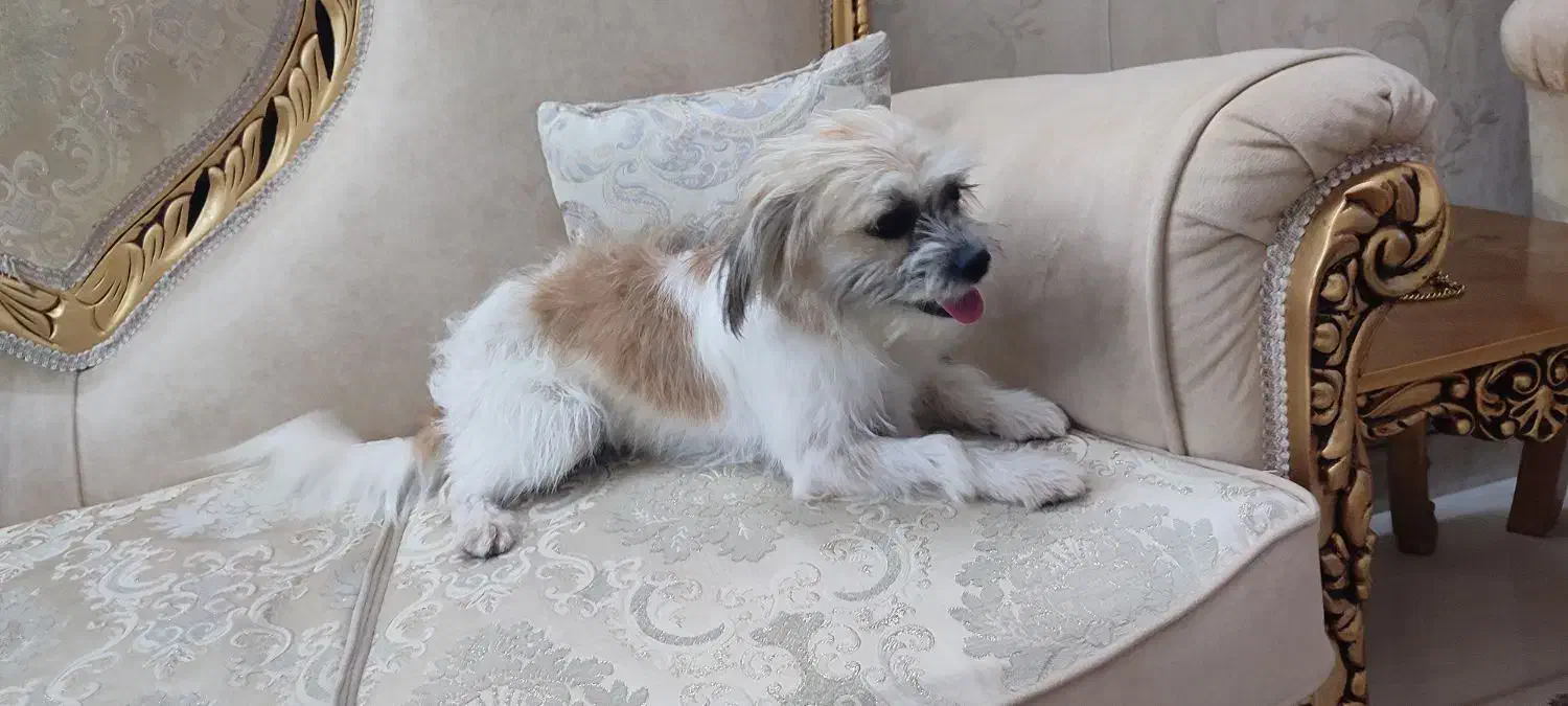 جنیفر و تیاگو...|سگ|قم, زنبیل آباد|دیوار