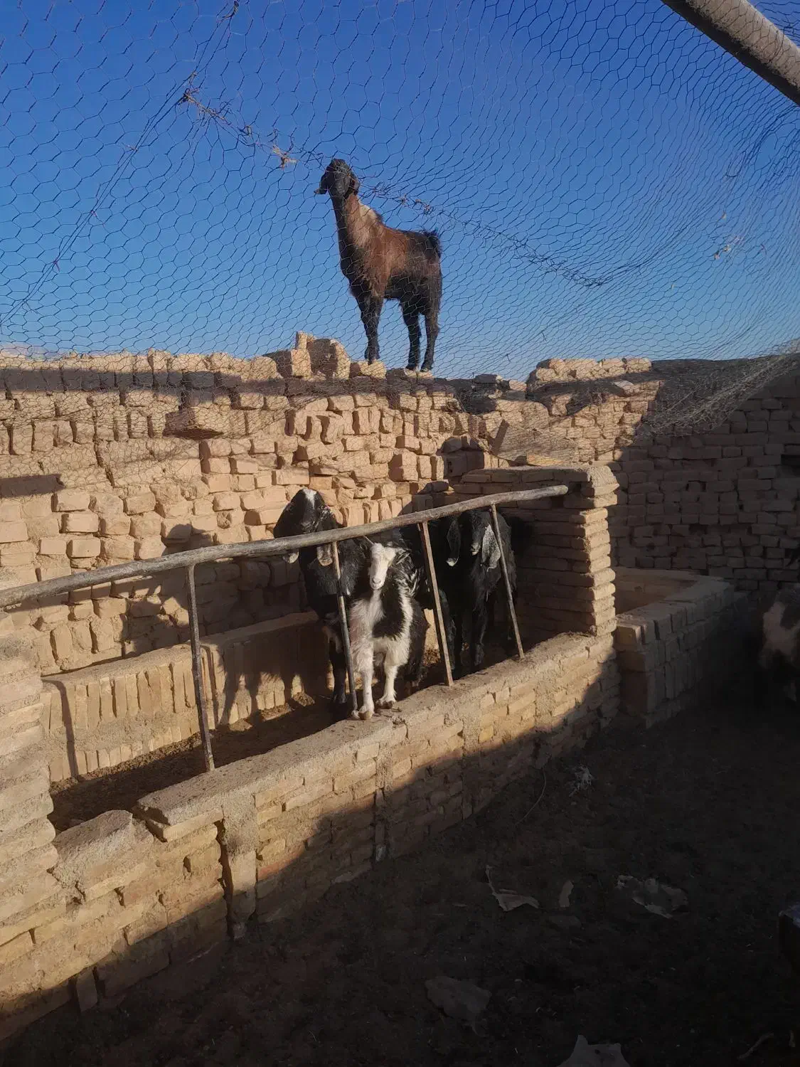 سه عدد کره نر  پاکستانی هر سه تا مال یک بز هستن|حیوانات مزرعه|ماهان, |دیوار