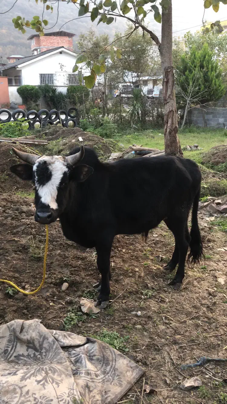 ورزا سیاه بره|حیوانات مزرعه|چالوس, |دیوار