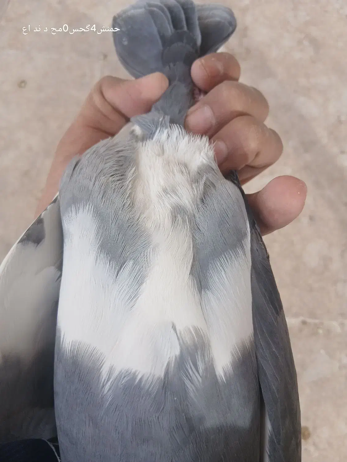 پلنگ.زرد|پرنده|رفسنجان, |دیوار