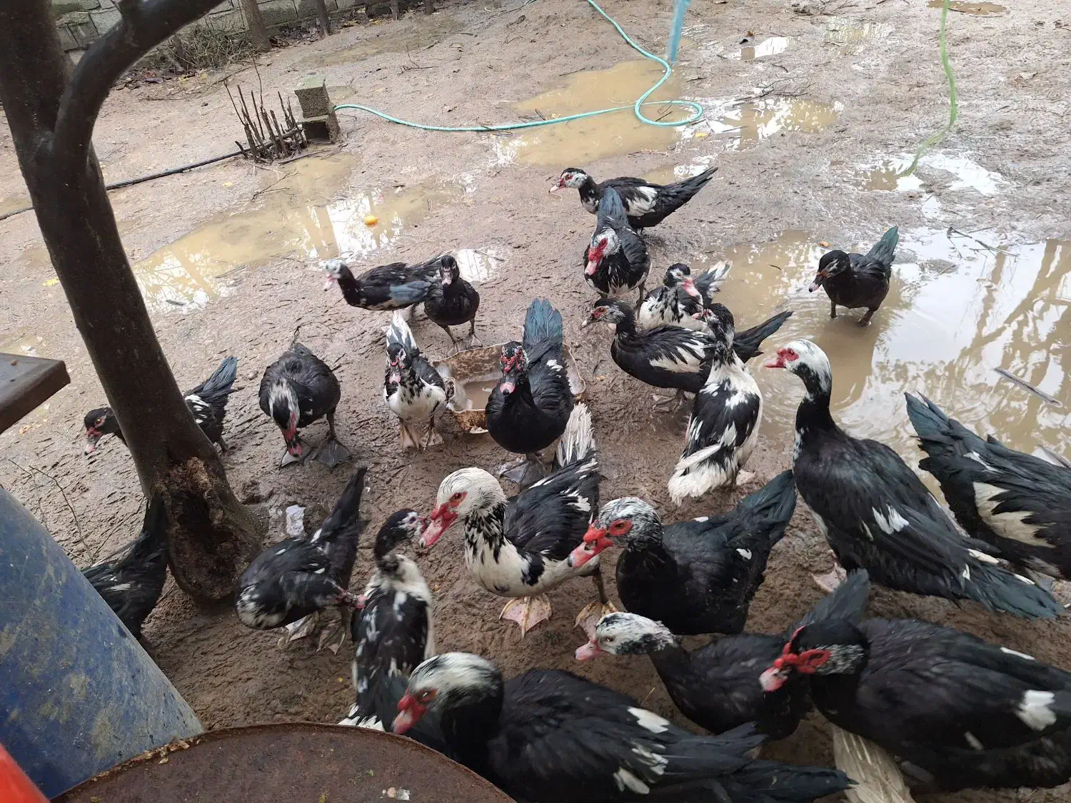 اردک اسرائیلی نر و ماده|حیوانات مزرعه|گلوگاه بابل (گلیا), |دیوار