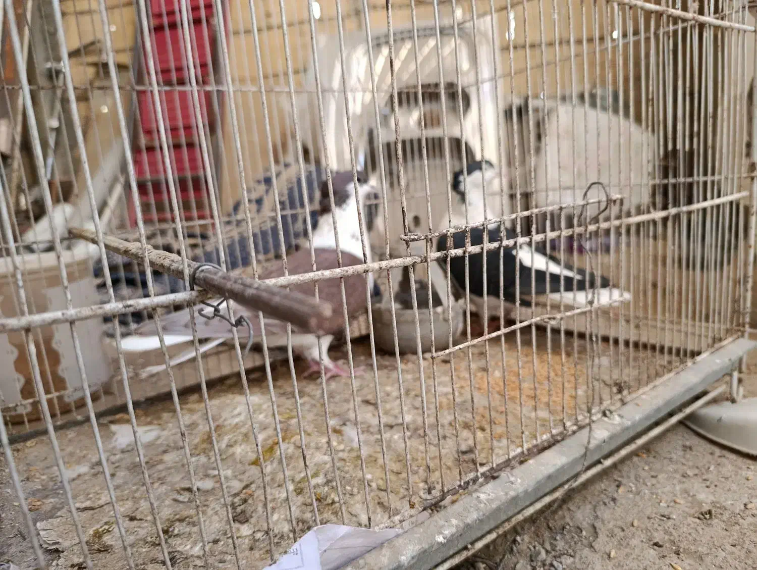 ساده افغانی کاکلی عتیقه|پرنده|مشهد, امیرآباد|دیوار