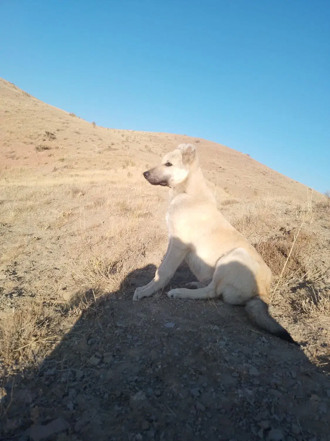 سگ سرابی|سگ|ترکمانچای, |دیوار