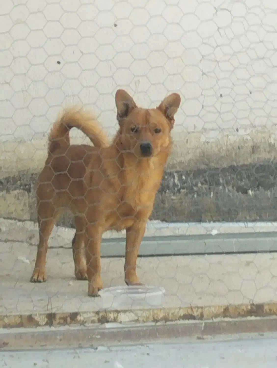 سگ پامر|سگ|شیراز, قدوسی غربی|دیوار