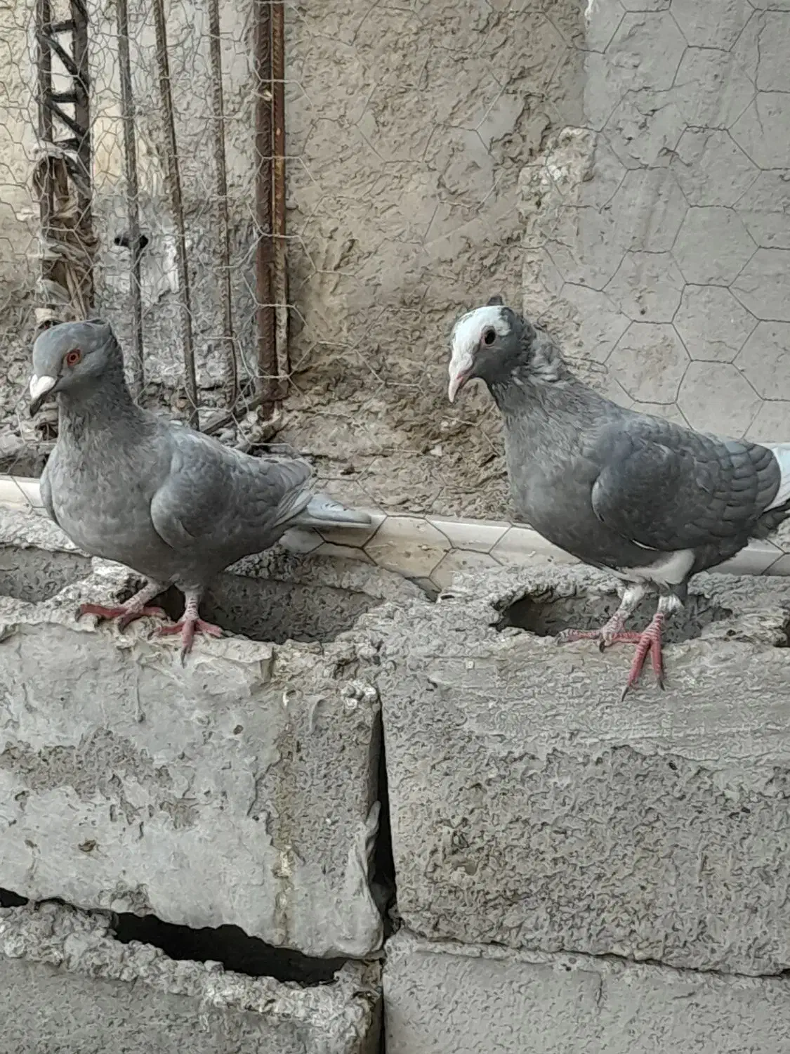 پلنگ نقره ای ونقره ای|پرنده|هامون, |دیوار