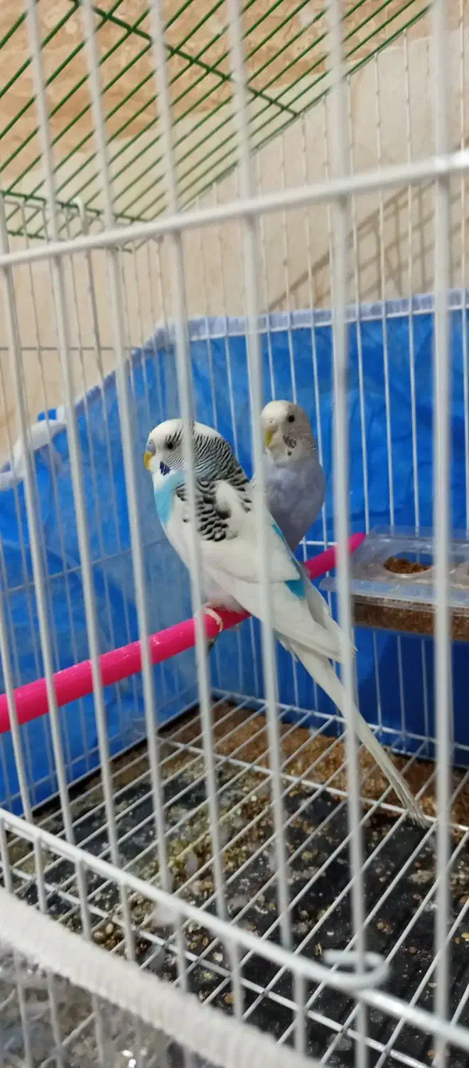 یک جفت مرغ عشق آماده خوش رنگ|پرنده|اهر, |دیوار