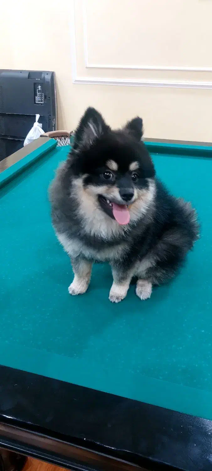 سگ پامرین بلک اندتن اصیل|سگ|کهریزک, |دیوار