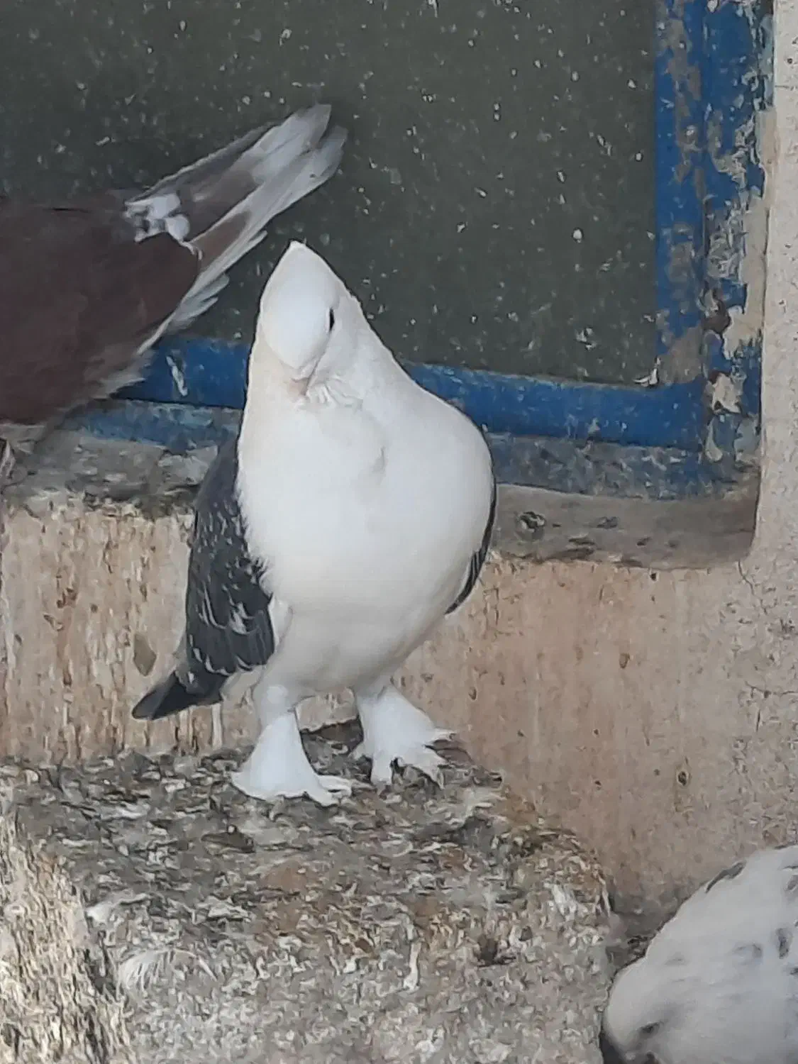 کبوتر بلژیکی نر|پرنده|هشتگرد, هشتگرد قدیم|دیوار