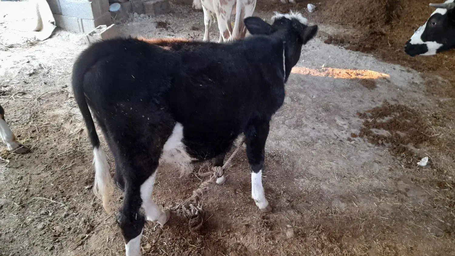 گاو سیمینتال اصل با گوساله|حیوانات مزرعه|آبدان, |دیوار