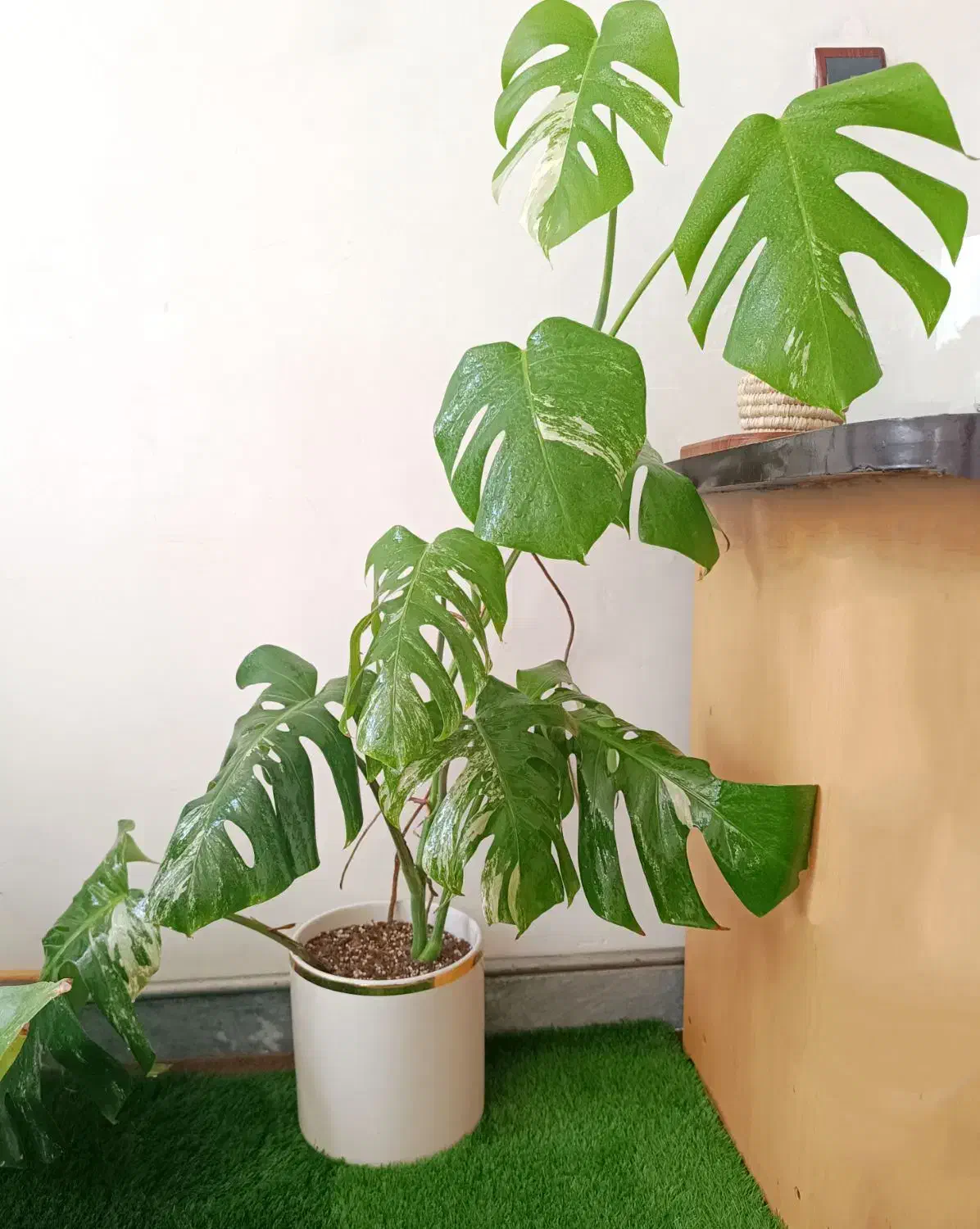 برگ انجیری ابلق|گل و گیاه طبیعی|مشگین شهر, |دیوار