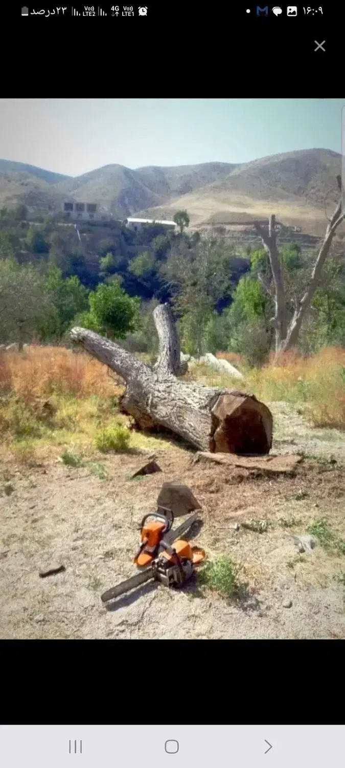 خریدار چوب|خدمات باغبانی و درختکاری|اهر, |دیوار