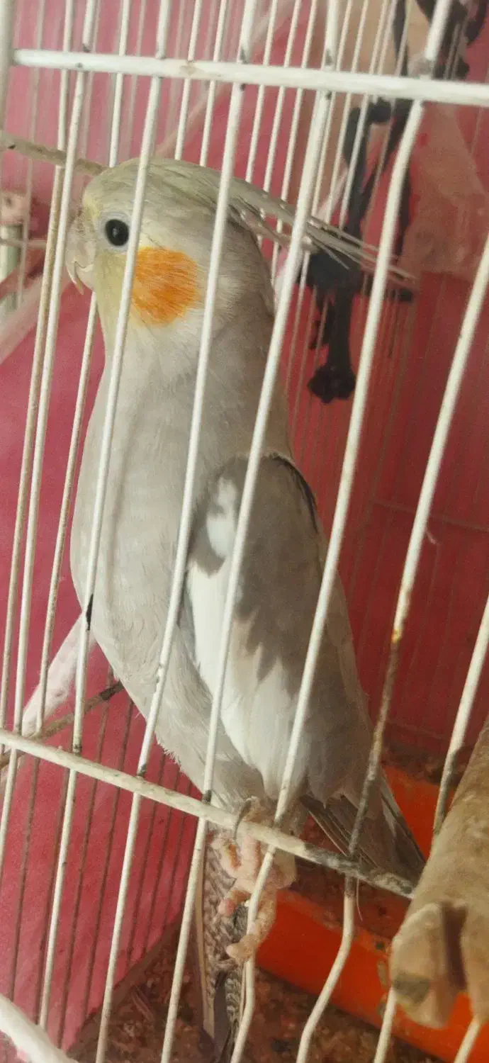 عروس هلندی|پرنده|مشهد, کارمندان دوم|دیوار