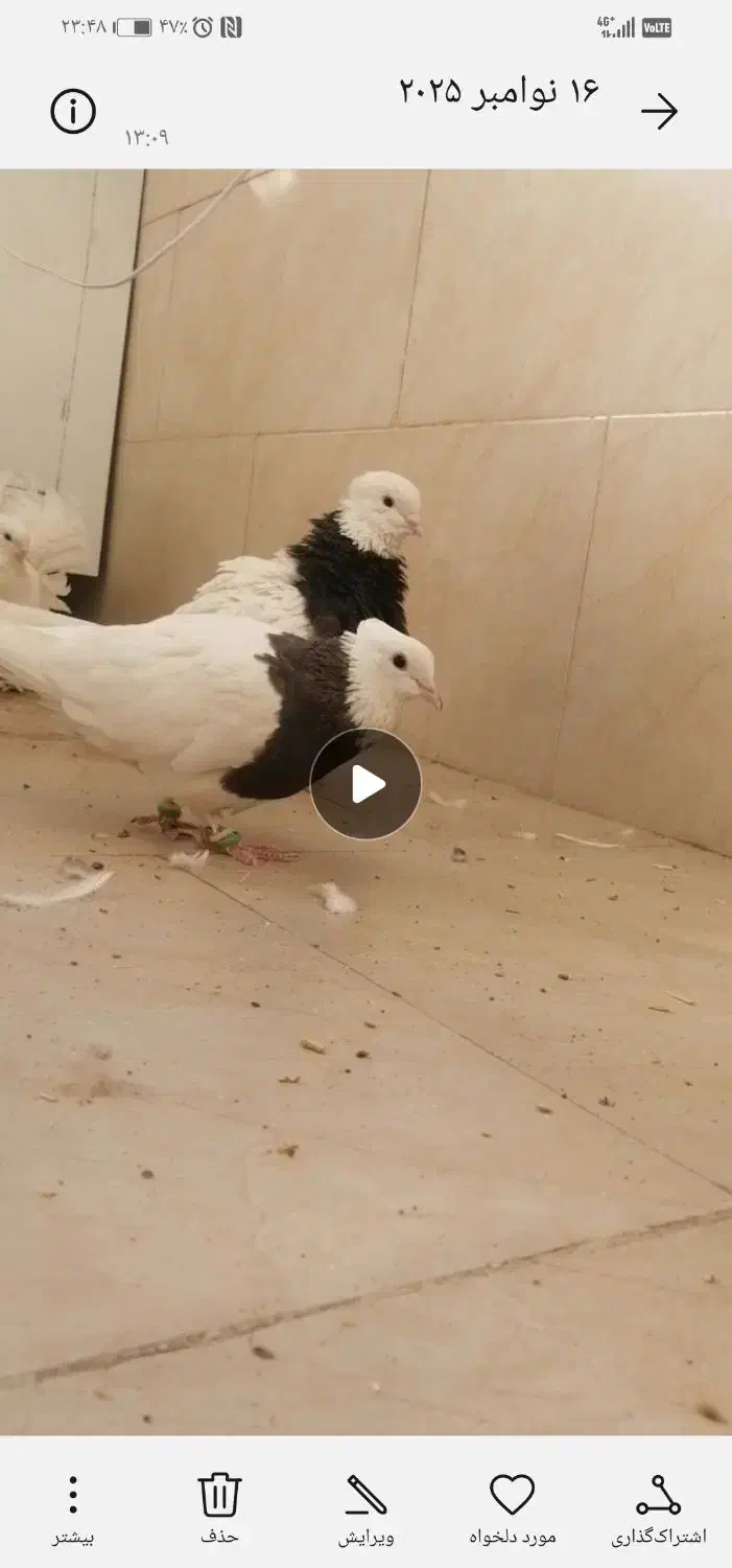 طوقی گمشده|حیوانات|کاشمر, |دیوار