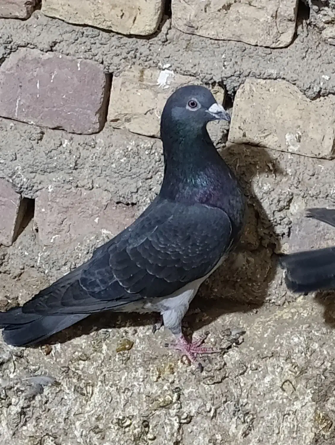 چاپی گرفتنی|پرنده|نیمروز, |دیوار