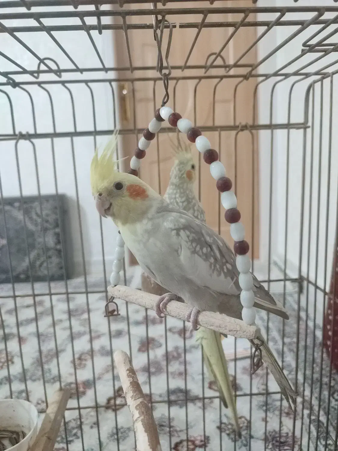 یک جفت عروس هلندی سالم|پرنده|سنقر, |دیوار