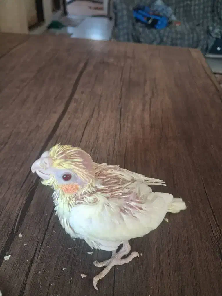 جوجه سرلاکی عروس هلندی|پرنده|صدرا-فارس, فاز ۱|دیوار