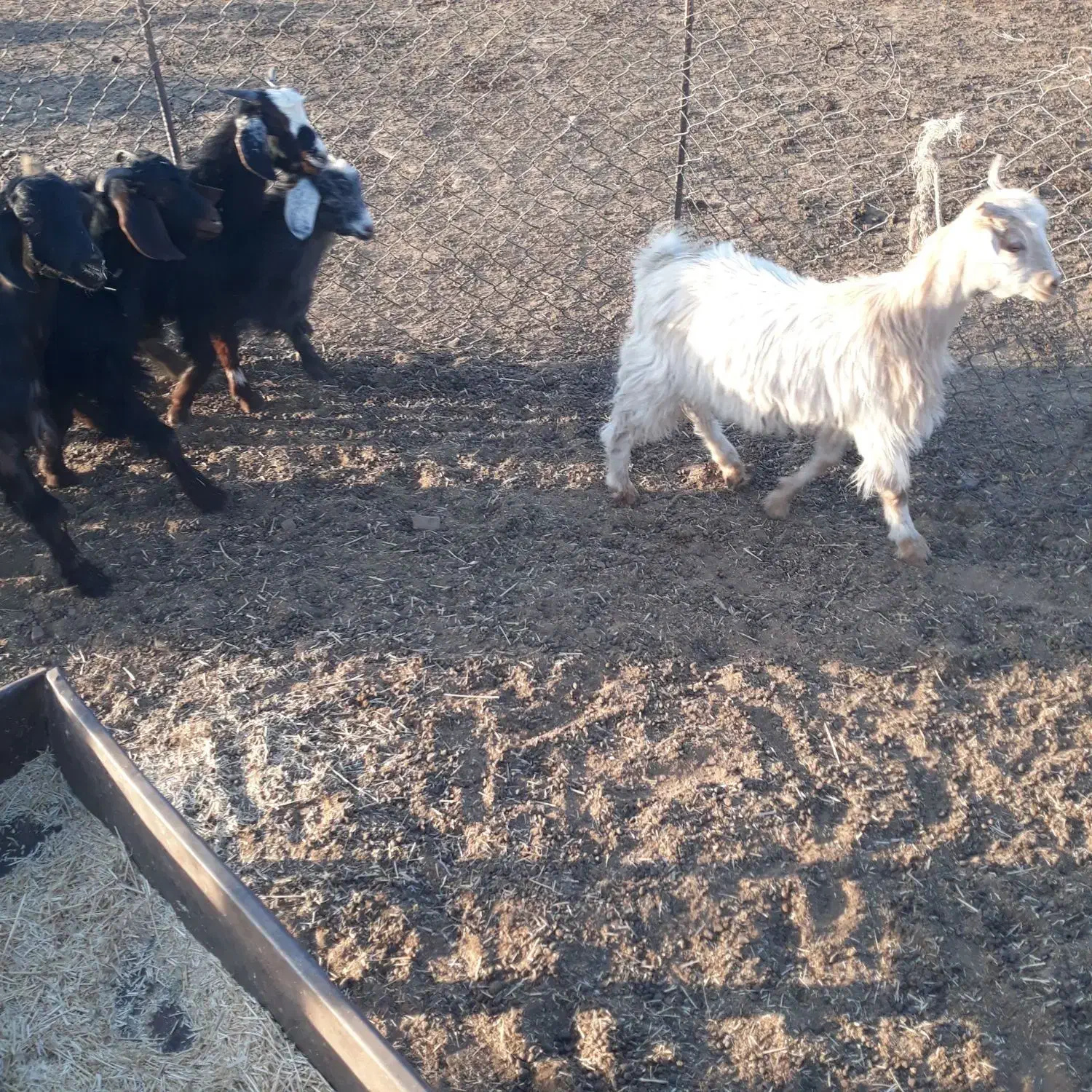 حراج|حراج|نهاوند, |دیوار