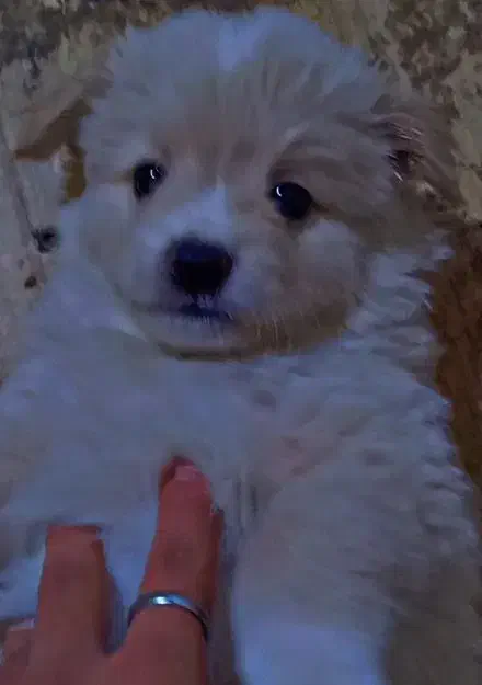 توله سگ پامر روباهی|سگ|باغستان, |دیوار