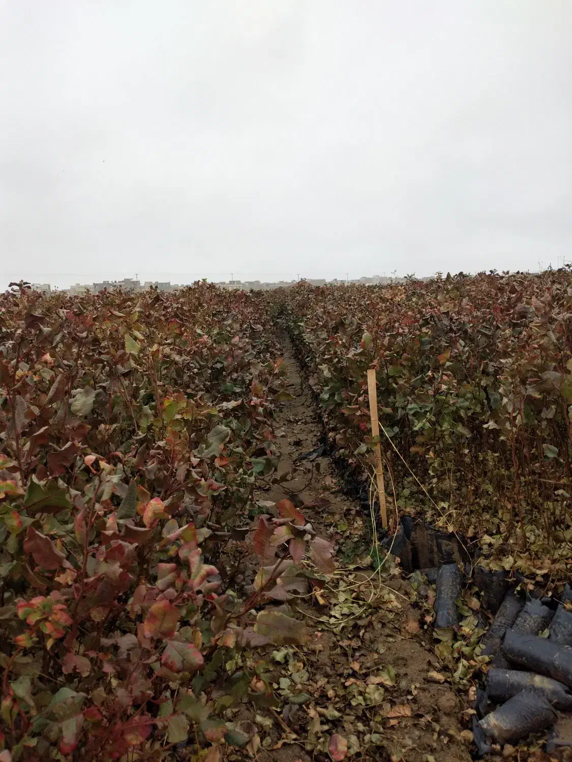 نهال پسته گلدانی|خدمات باغبانی و درختکاری|اردکان, |دیوار