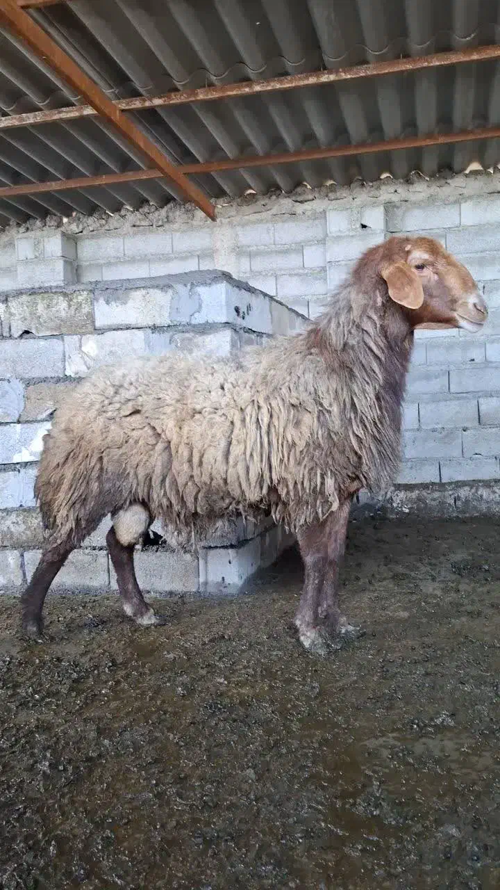 فروش گوسفند قوچ افشار نژاد دار|حیوانات مزرعه|آمل, |دیوار