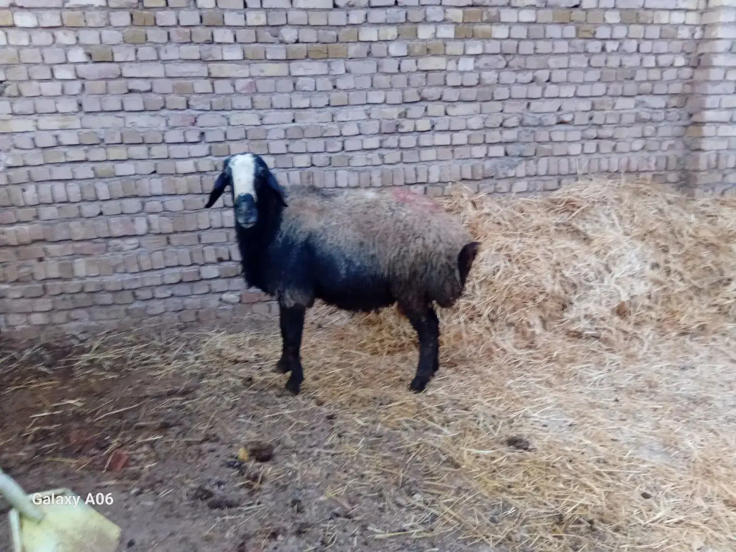 قوچ اصیل شال|حیوانات مزرعه|دشتابی, |دیوار