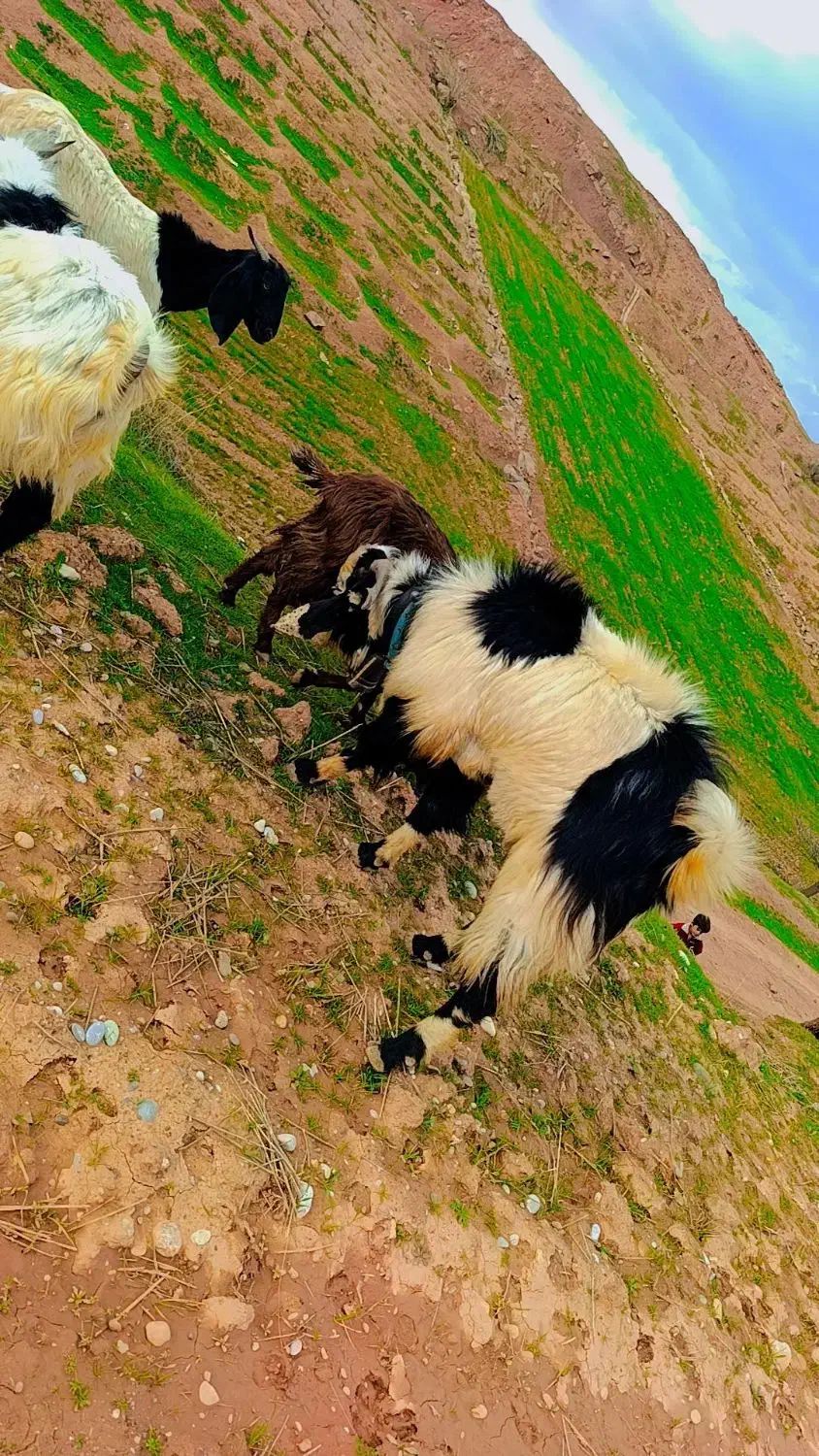 دو عدد بز نر|حیوانات مزرعه|معمولان, |دیوار