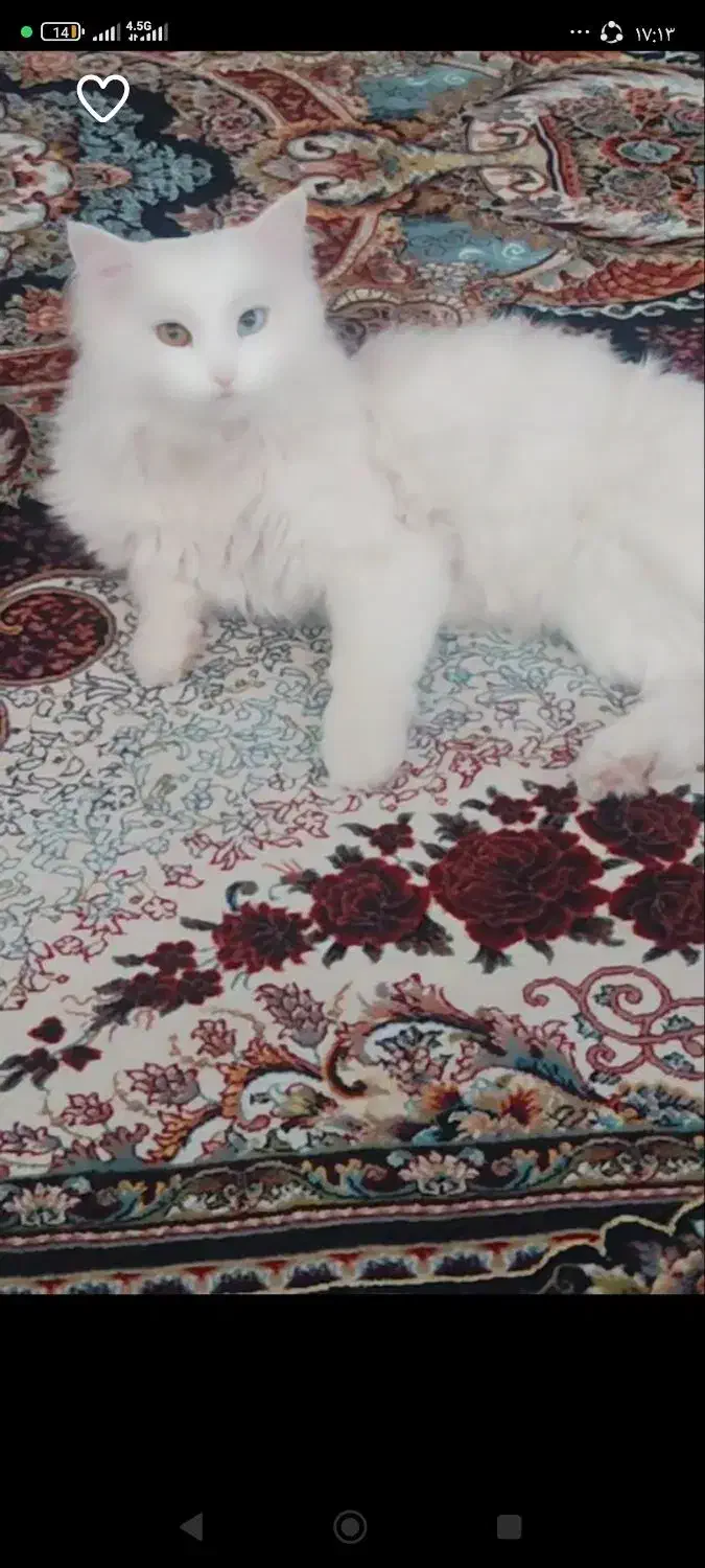 گربه خانگی|گربه|سراب, |دیوار