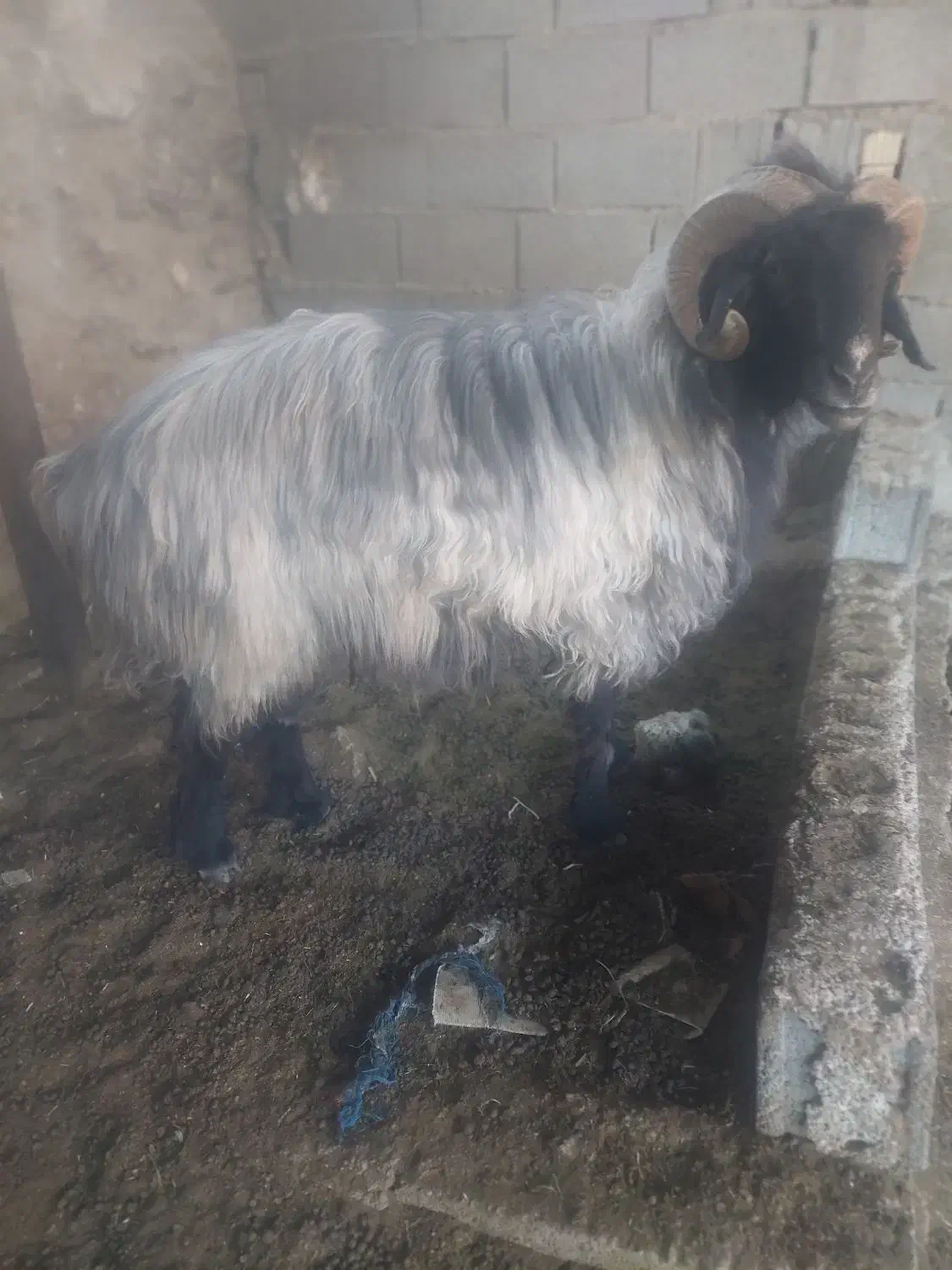 فروش قوچ ملهه  سفید پشم|حیوانات مزرعه|استهبان, |دیوار