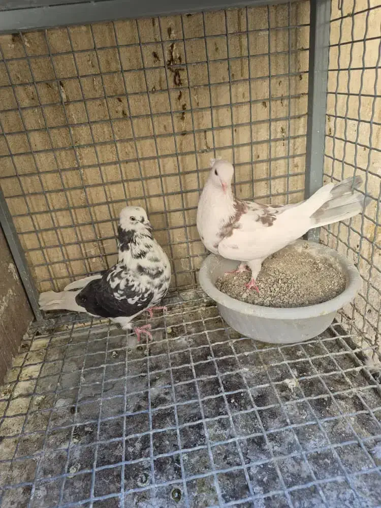 جفت جون|پرنده|پردیس, شهرک صنعتی خرمدشت فاز ۷|دیوار