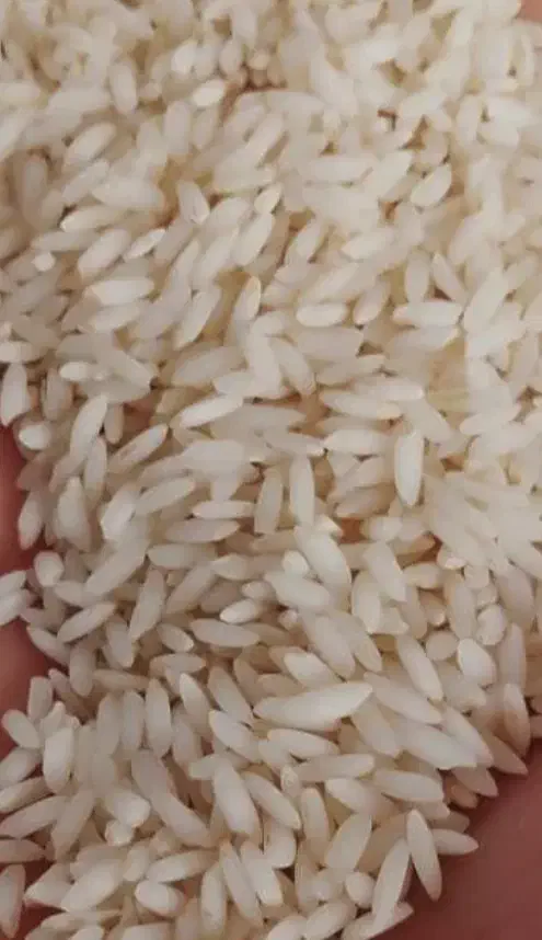 برنج عنبربو / عنبر بو کامفیروزی با عطر و طعم عالی|خوردنی و آشامیدنی|شیراز, داریون|دیوار