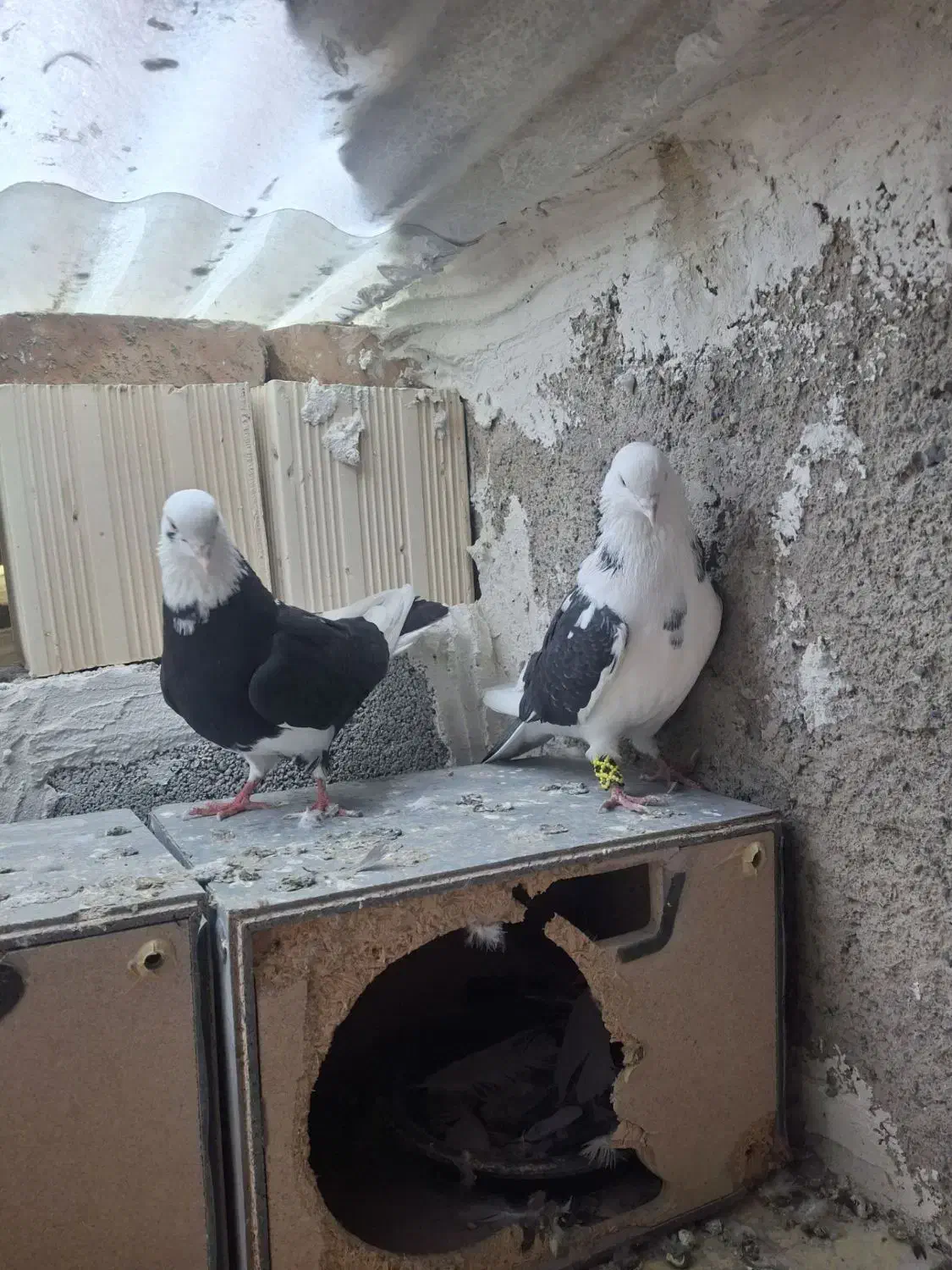 کبوتر تهرانی|پرنده|صوفیان, |دیوار