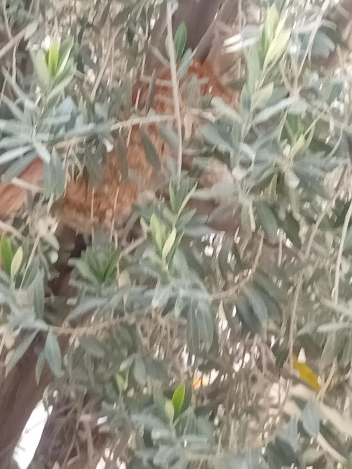 گربه دستی پیدا شده|حیوانات|قم, در بهشت|دیوار